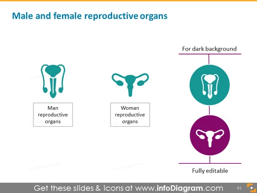 Male and female reproductive organs