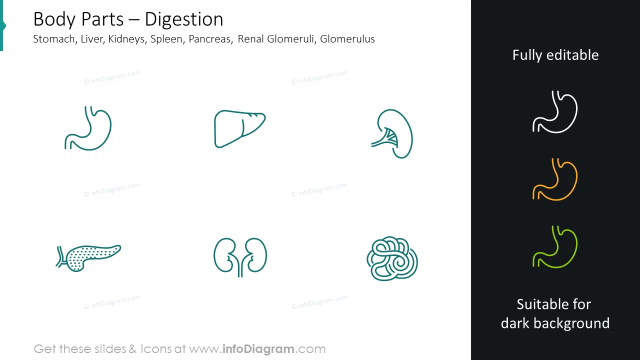 Digestion icons: stomach, liver, kidneys, spleen, pancreas