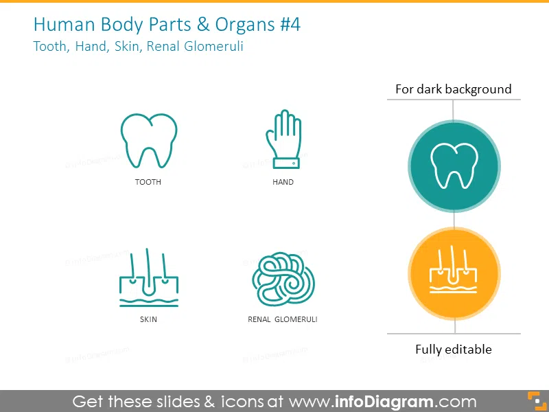 Human and parts and organs: tooth, hand, skin, renal glomeruli