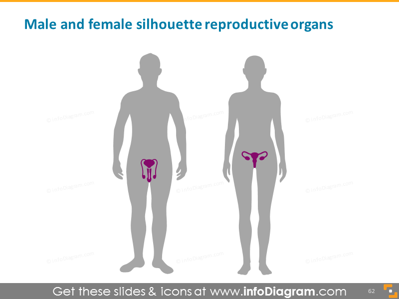 male female reproductive organs man woman PowerPoint