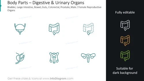 Digestive and urinary organs: bladder, large intestine, bowel