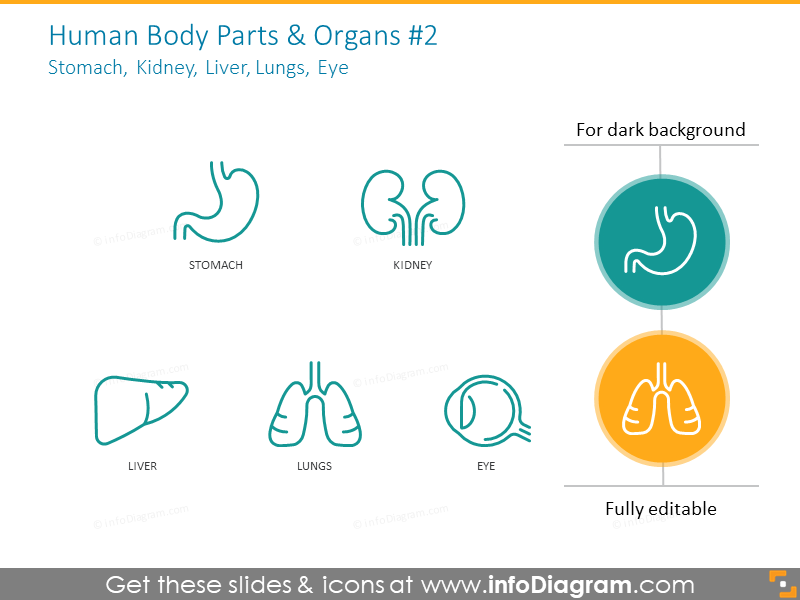 Human body part and organs: stomach, kidney, liver, lungs, eye