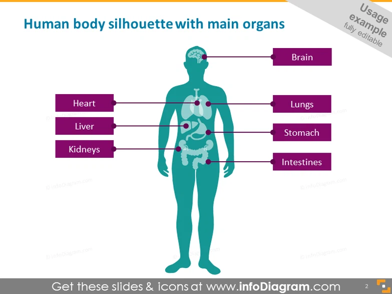 Infographics Human Body Parts Organ Medical Male Female PowerPoint icons  PPTX