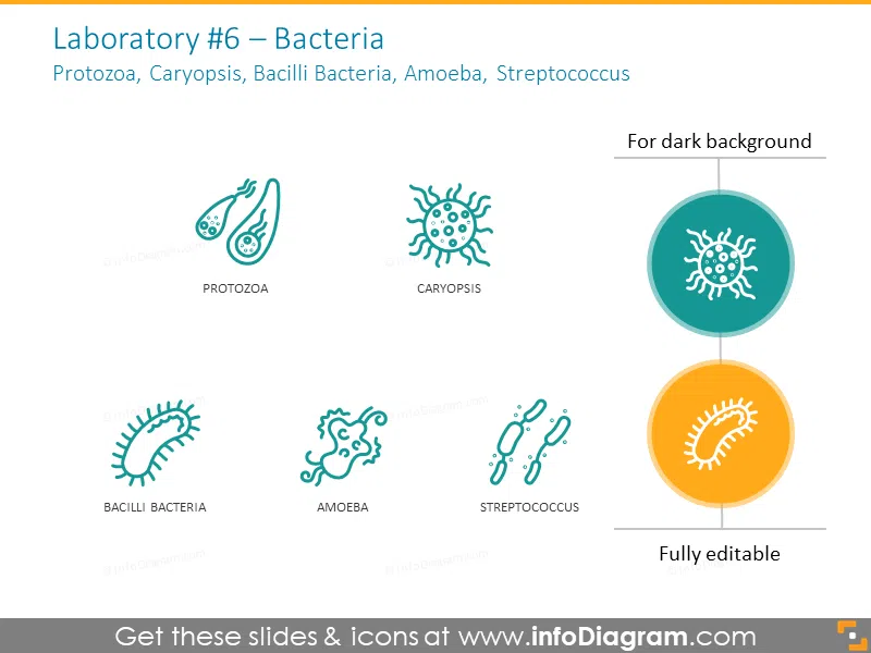 Bacteria, Protozoa, Caryopsis, Bacilli Bacteria, Amoeba, Streptococcus