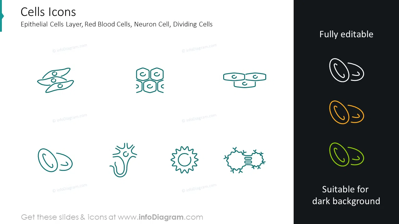 Cells icons: epithelial cells layer, red blood cells