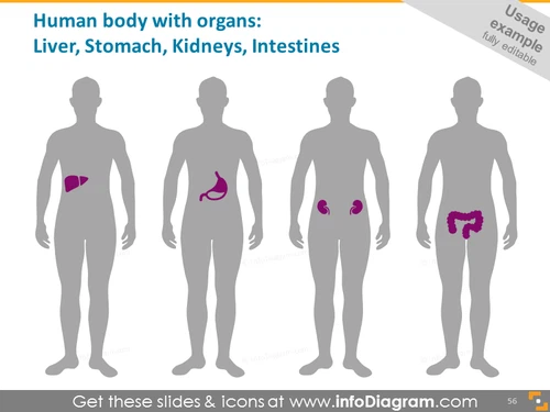 Human body: liver, stomach, kidneys, intestines