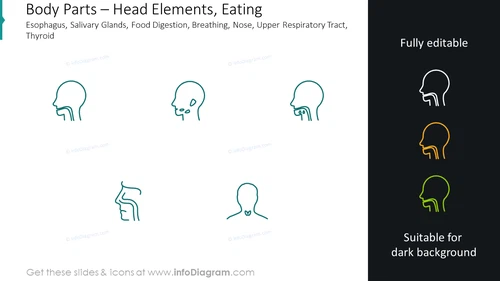 Head elements graphics: eating esophagus, salivary glands