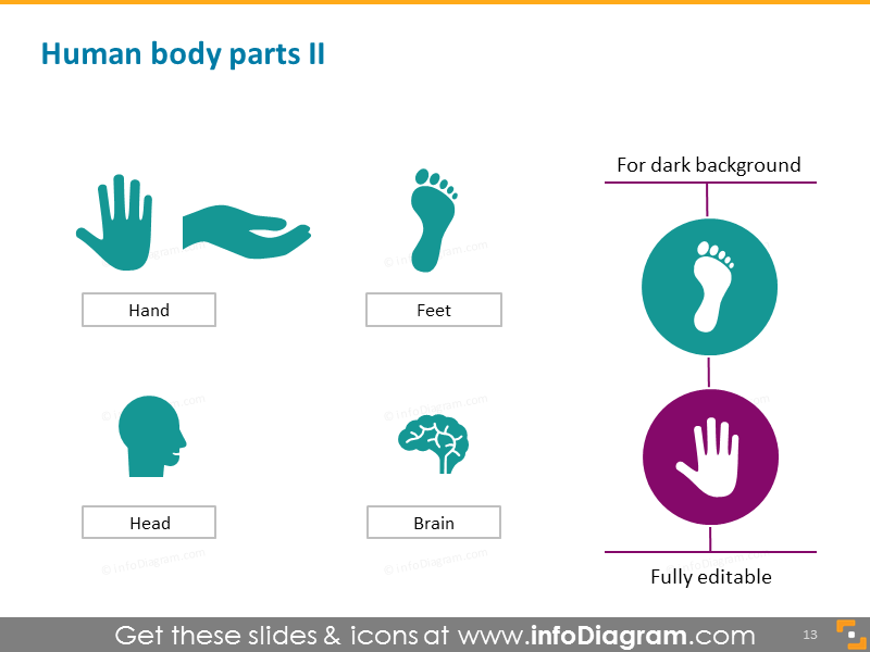 Human Body Parts 