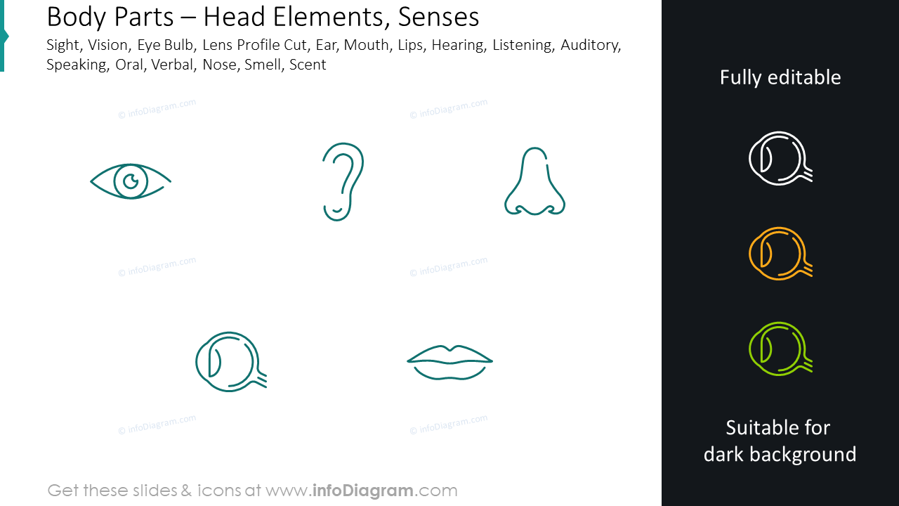 Head elements graphics: senses sight, vision, eye bulb, profile cut