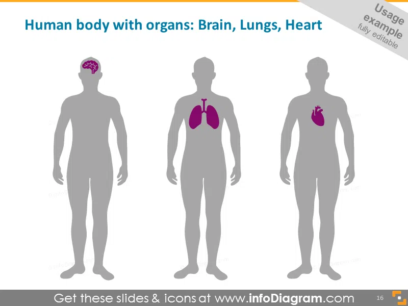 Human Body with Organs Infographics: Brain, Lungs, Heart