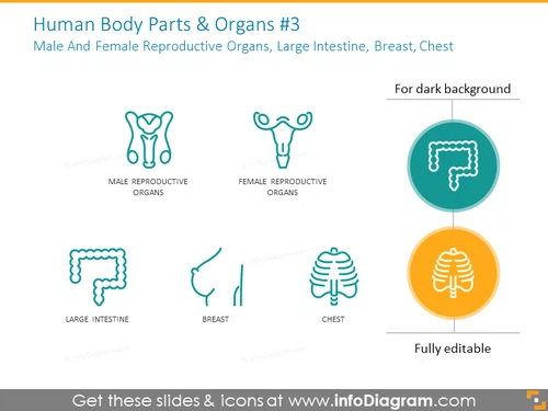 Male and female reproductive organs, large intestine, breast, chest
