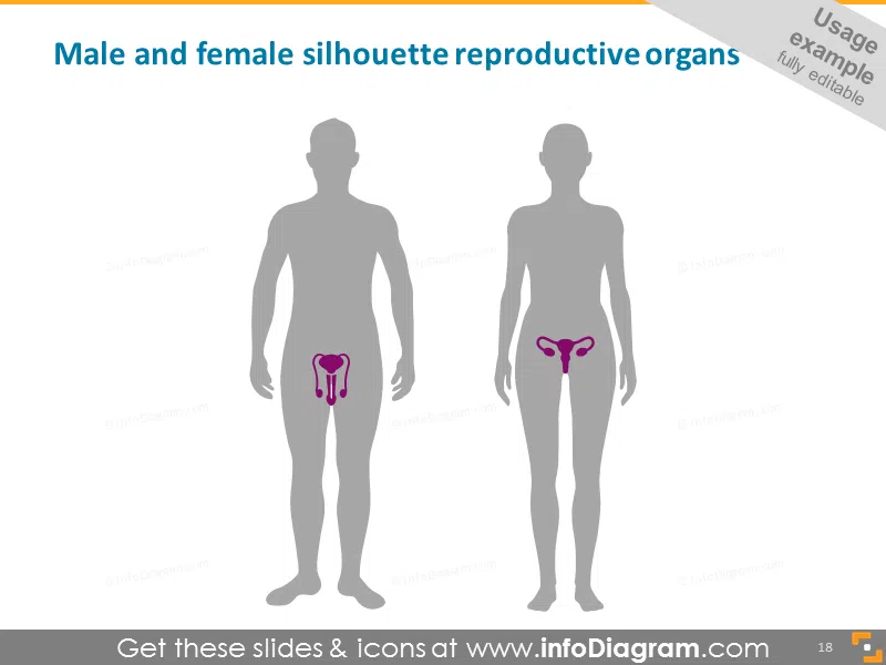Male and Female Silhouette with Reproductive Organs