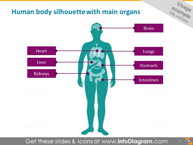 human body silhouette with main organs
