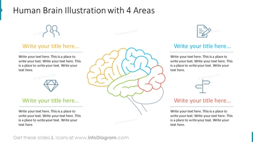 Human Brain Illustration with 4 Areas