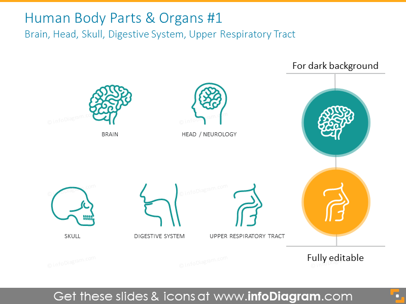 Body parts: brain, head, skull, digestive system, respiratory tract