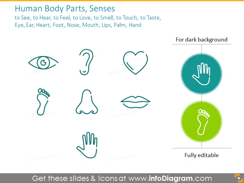 Human Body Parts, Senses