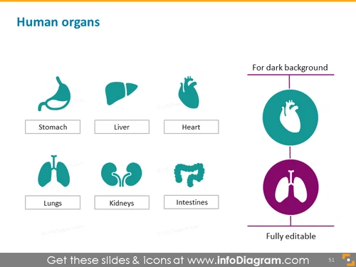 Human organs: stomach, liver, heart, lungs, kidneys, intestines