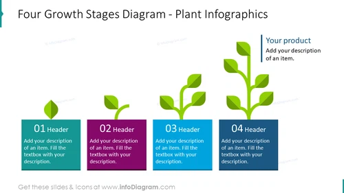 Four growth stages diagram