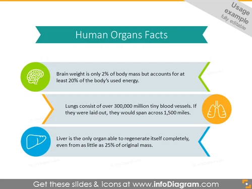 Humans organs facts creative list