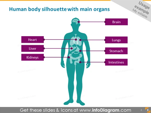 human body silhouette with main organs