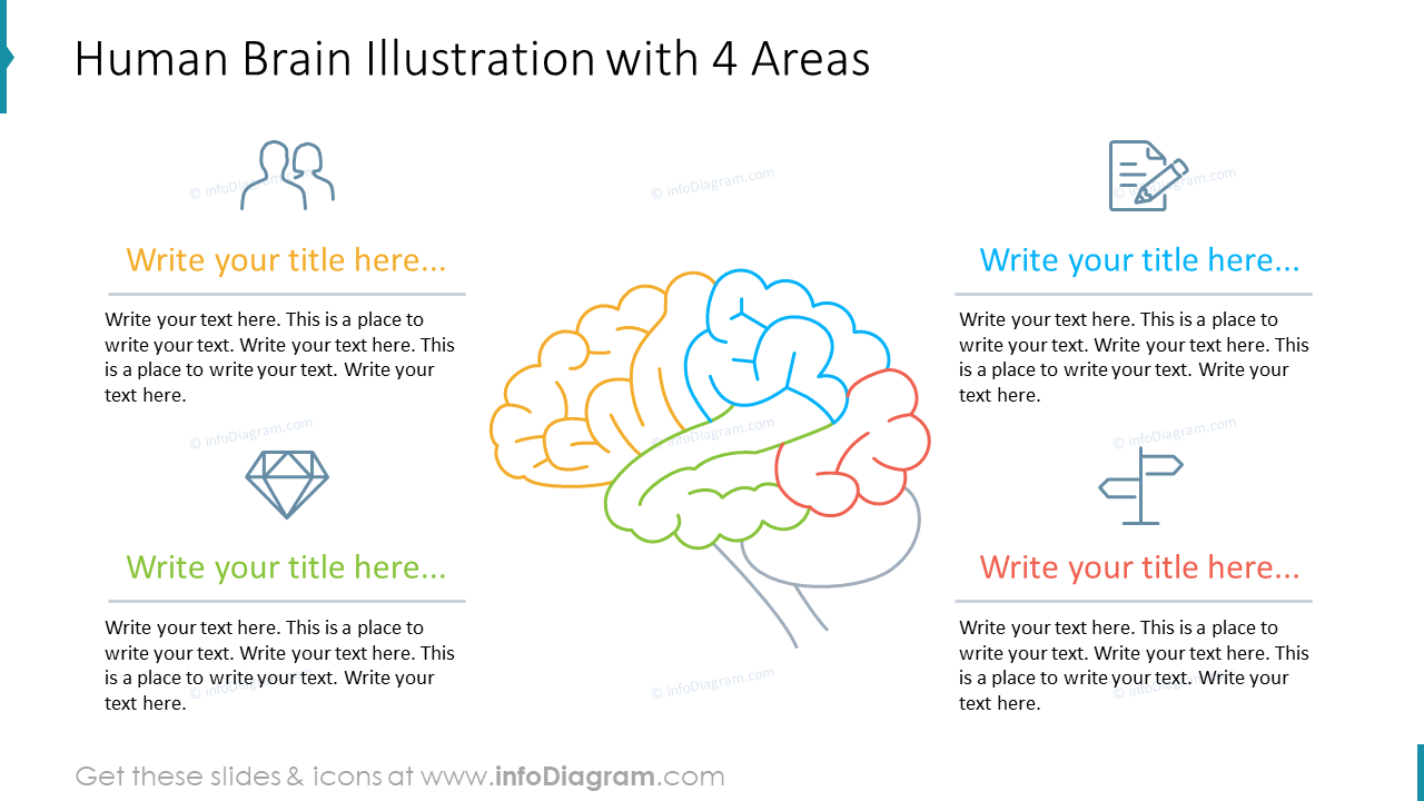 Human Brain Illustration with 4 Areas