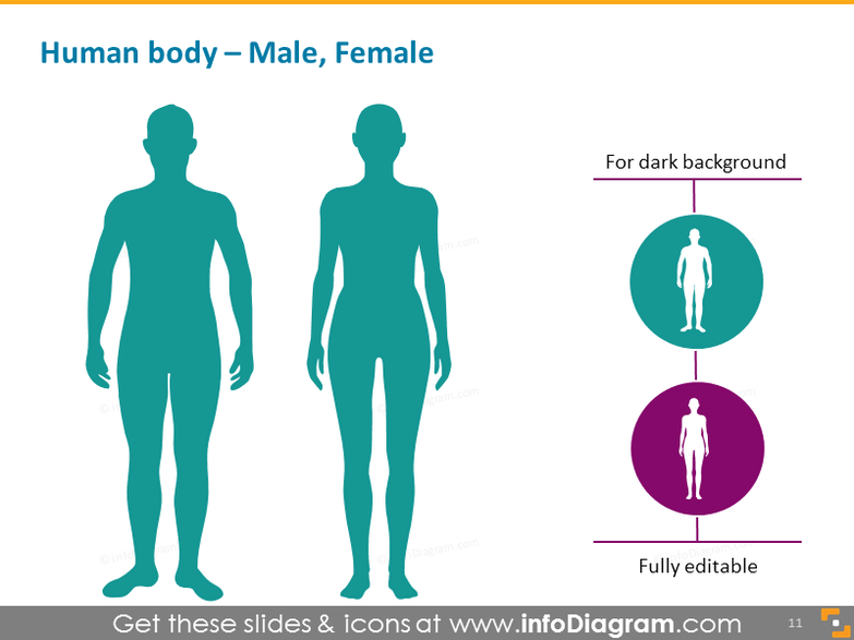 https://cdn.infodiagram.com/c/b5d18b/male-female-body-icon-ppt.png