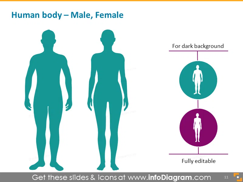 Male and Female Human Body