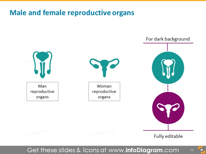 Infographics Human Body Parts Organ Medical Male Female PowerPoint icons  PPTX