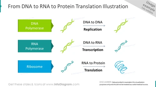 From DNA to RNA to protein translation graphics