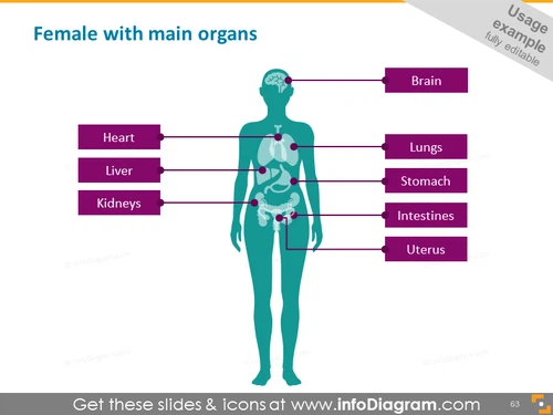 Medical icon female silhouette organs PowerPoint clipart